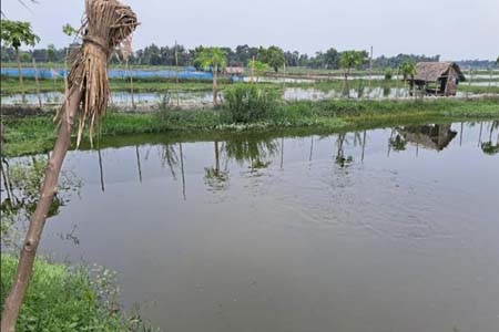 অর্থনীতির নতুন দিগন্ত শোল মাছ চাষ