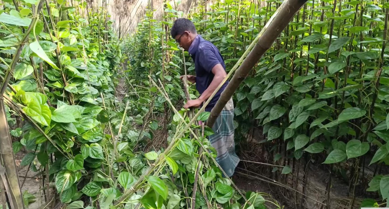 ঝিনাইদহে ৩ কৃষকের ২ বিঘা জমির পান বরজ কেটে দিয়েছে দুর্বত্তরা