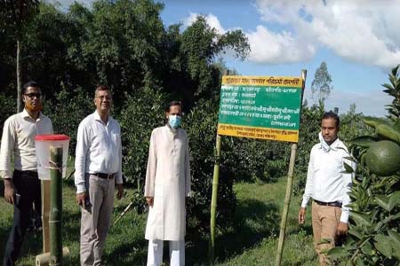 পঞ্চগড়ে মাল্টা চাষে আগ্রহী হচ্ছে কৃষকরা