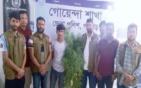 পঞ্চগড়ে গাজার গাছ