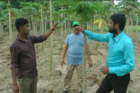 ঝিনাইদহের শিক্ষিত যুবক সোহেল রানাা পেঁপে চাষে সাফল্য