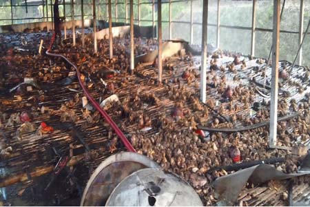 পোলট্রি খামার পুড়ে ছাই