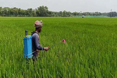 রোপা আমনে মাজরা পোকার আক্রমণ