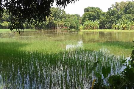মধুখালীতে ৩ দিন ধরে বৃষ্টি