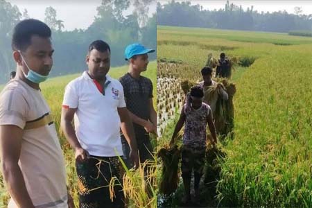 রাজারহাটে অসহায় কৃষকে