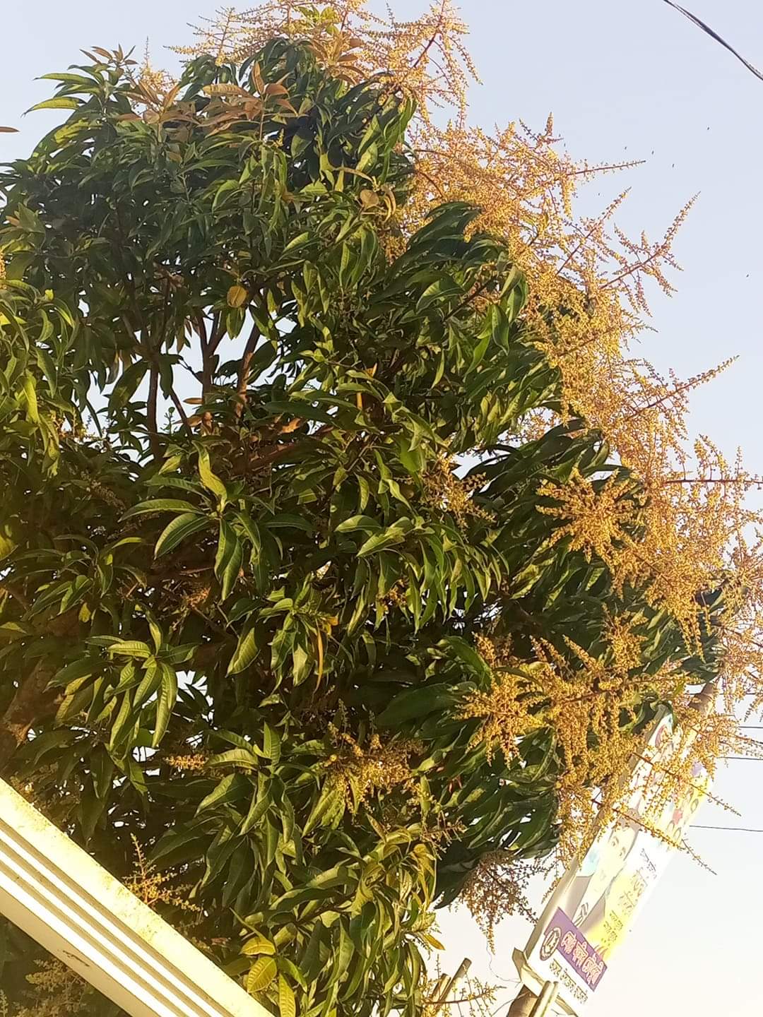 ডাসারে গাছে গাছে ছেয়ে গেছে আমের মুকুল শোভা ছড়াচ্ছে আপন মহিমায়