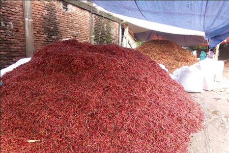 আগাম বর্ষা নামায় লোকসানের আশংকা পঞ্চগড়ে বাম্পার ফলন মরিচের