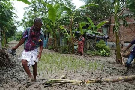 শার্শায় রাস্তায় ধান রোপন