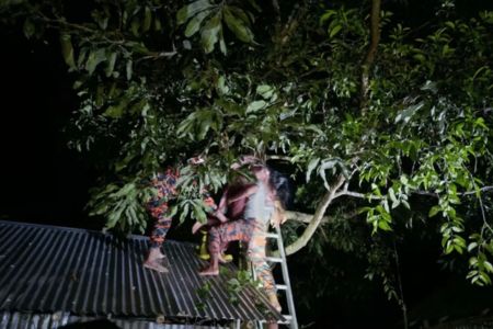 রাতের অন্ধকারে আমগাছের মগডাল গৃহবধূ, অচেতন অবস্থায় উদ্ধার