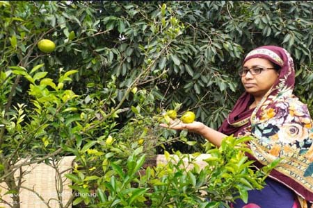 শিক্ষকতার পাশাপাশি ছাদ বাগান