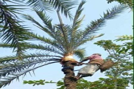 দেরিতে খেজুর গাছ পরিচর্যা করছে গাছিরা