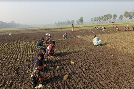 পেঁয়াজের রাজধানী সালথায় এবার ১১হাজার হেক্টর জমিতে পেঁয়াজের চাষ 