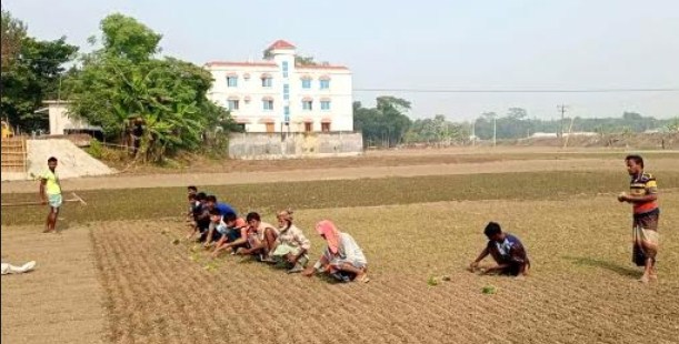 পিঁয়াজের রাজধানী সালথায় চলতি মৌসুমে ১২ হাজার হেক্টর জমিতে পিঁয়াজের আবাদ