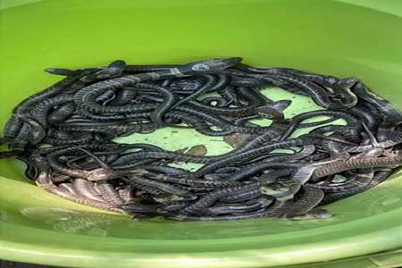 শ্যামনগরে এক বাড়ী থেকে ৫০টি পদ্মগোখরা সাপ উদ্ধার