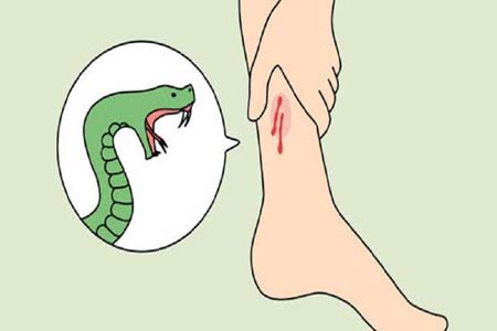 সাপের কামড়ে গৃহবধূর মৃত্যু