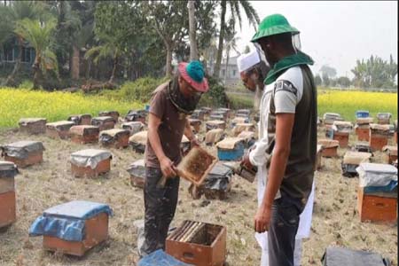 সাতক্ষীরার এ জনপদের অর্থনৈতিক সমৃদ্ধি এনে দিয়েছে মৌচাষ