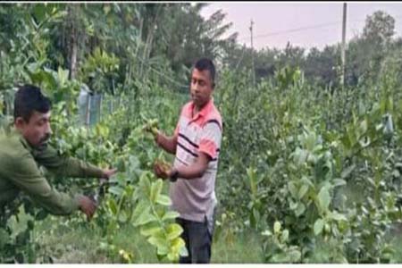 পাইকগাছায় শখে সীডলেস কাগুজি লেবু চাষ করে সফল সাংবাদিক পলাশ