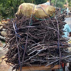 শিরিস ডালের আঠা সংগ্রহে হিড়িক