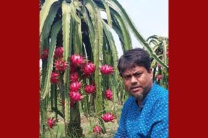 চাকরির ফাঁকে ছয় ভাইরাভাইয়ের ছয় বিঘার ফলবাগান