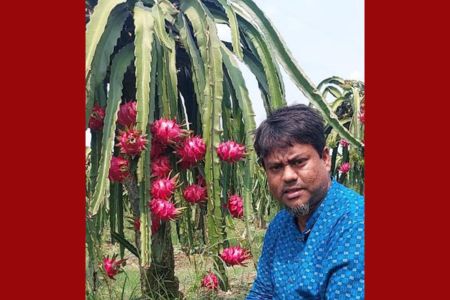 চাকরির ফাঁকে ছয় ভাইরাভাইয়ের ছয় বিঘার ফলবাগান