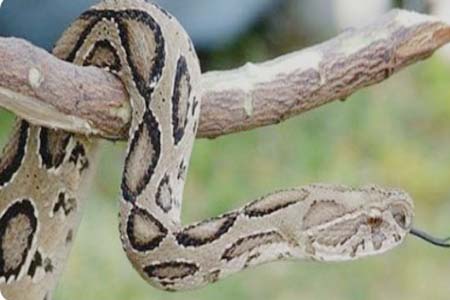 রাসেলস ভাইপার নিয়ে ভয়