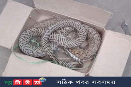 বাক্সবন্দি সাপ উপহার