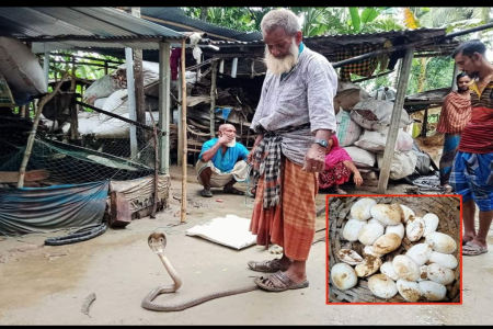 শোবার ঘর থেকে ২৫ ডিমসহ বিষধর সাপ উদ্ধার
