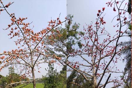ঋতুরাজ বসন্তে পলাশ, শিমুল গাছ ফুলে ফুলে ছেয়ে গেছে; প্রকৃতি সেজেছে এক রঙিন রূপে
