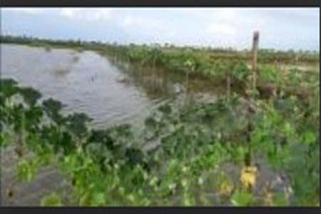 ঘেরের আইলে সবজি চাষ