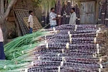 আখমাড়াই স্থগিতকৃত এলাকার আখ কিনছে সরকার