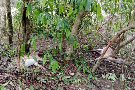 প্রাণীর মৃতদেহ উদ্ধার