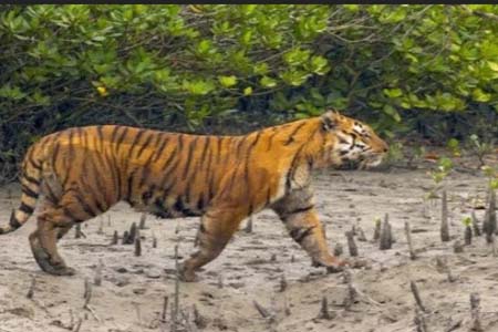 সুন্দরবনে এবার খোদ রেঞ্জ অফিস চত্বরেই দেখা মিলল বাঘের