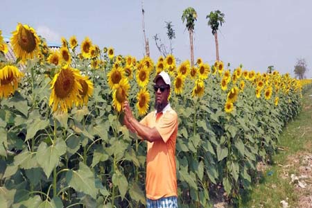 সৌন্দের্যের শোভাবর্ধন সূর্যমুখী