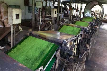 লোডশেডিংয়ে নষ্ট হচ্ছে চা