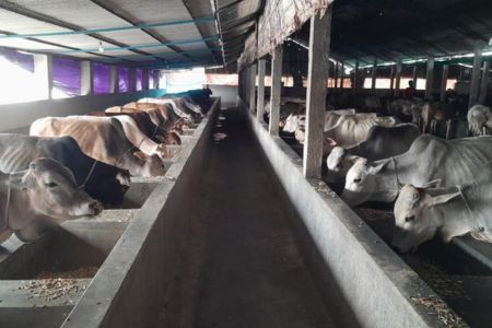 ঠাকুরগাঁওয়ে কুরবানী ঈদ সামনে রেখে ব্যস্ত খামারিরা