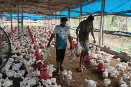 ঠাকুরগাঁওয়ে পোল্ট্রি ফার্মে বিষ প্রয়োগ, তিন হাজার মুরগীর মৃত্যু