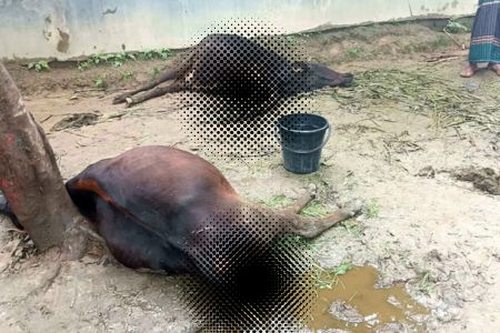 ঠাকুরগাঁওয়ে বজ্রপাতে দুই গবাদি পশুর মৃত্যু