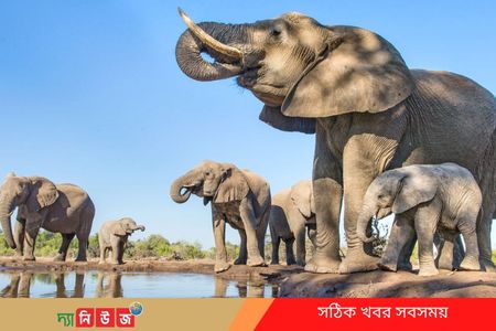 বিশ্ব হাতি দিবস আজ