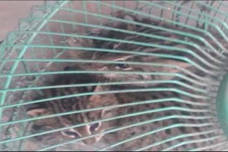 ধান ক্ষেত থেকে বাঘের বাচ্চা উদ্ধার