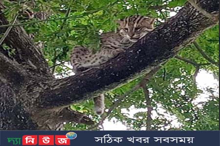 বেনাপোল সীমান্ত থেকে চিতা বাঘ উদ্ধার