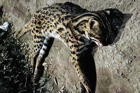 মেছোবাঘের মরদেহ