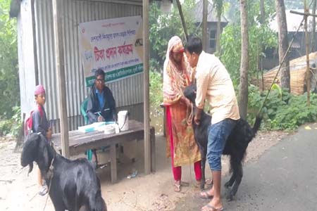 বিনামূল্যে দেওয়া হচ্ছে ছাগল-ভেড়ার পিপিআর ও ক্ষুরা রোগের টিকা