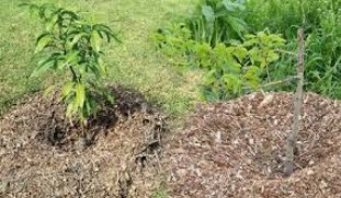 গাছের চারা রোপন