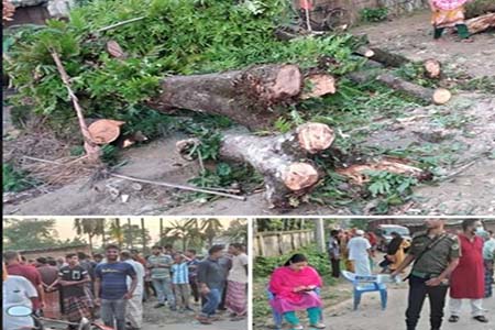 আম গাছ পড়ে মৃত্যু