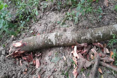 কাটা হলো ফলজ-বনজ গাছ