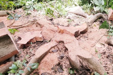 নড়াইলের লোহাগড়ায় আদালতের নিষেধাজ্ঞা অমান্য করে গাছ কর্তন