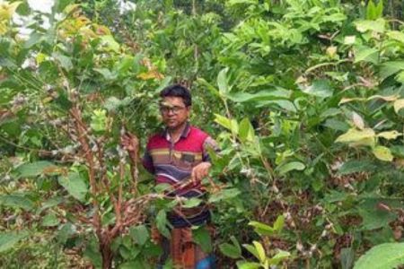 নার্সারীতে গুটি কলম