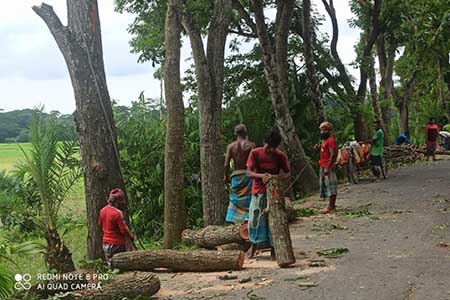 পানির দামে গাছ বিক্রি