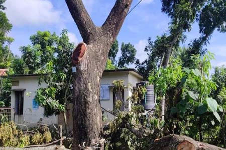 শার্শায় প্রভাব খাটিয়ে সরকারী গাছ বিক্রি করার অভিযোগ