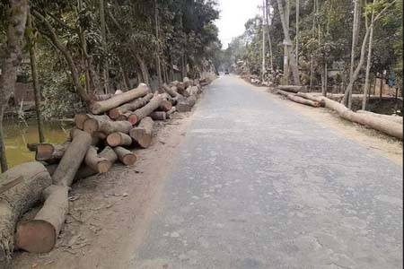সালথায় সড়কের দুই পাশে গাছ ফেলে রাখায় যানবাহন দূর্ঘটনার আশংকা